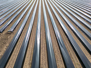 Frisch angelegtes Spargelfeld mit Folie