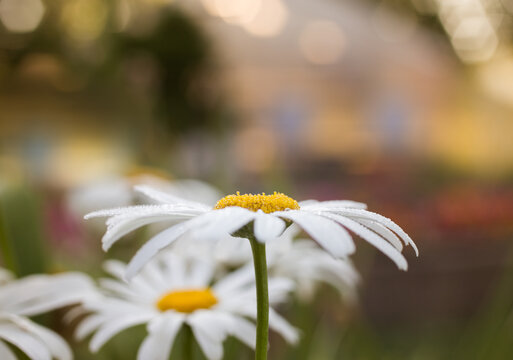 daisies in the garden