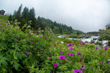 Elevit Plateau, formerly known as Yezovit Plateau, is a plateau in Çamlıhemşin district of Rize province. It has an altitude of 1800 meters.
