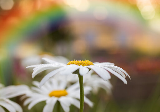 daisies in a field