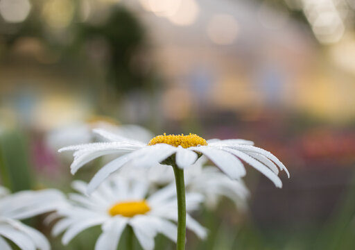 daisies in a field