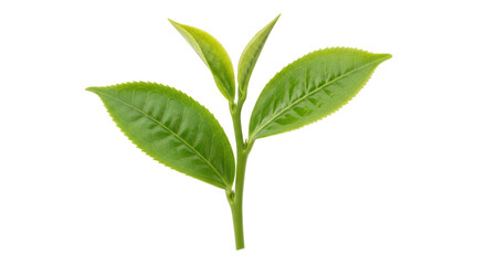 Isolated Fresh Green Tea Leaves