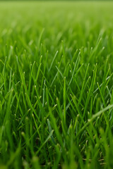 AI-generated close-up of green grass blades in spring light

