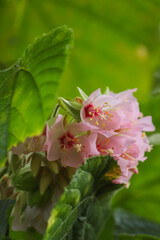 A cluster of delicate pink flowers with yellowish stamens, contrasting with vibrant green leaves and a blurred clear background, belonging to the Dombeya wallichii species.