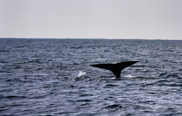 A whale dives into the deep blue ocean off the coast of Monterey, with its massive tail emerging above the water in a breathtaking moment of whale watching