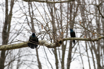 two black birds on a tree branch