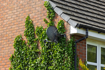 Suburban home exterior with green ivy climbing a brick wall