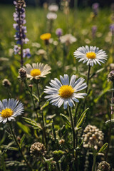 daisies in the garden