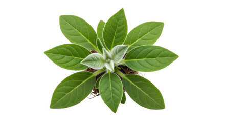 Fototapeta premium Isolated Green Plant