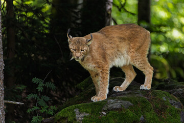 Eurasian lynx standing on a rock in the Bavarian Forest in its natural habitat. A wild scene from nature depicting the Lynx lynx beast.