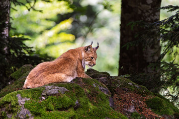 Eurasian lynx sitting on a rock in the Bavarian Forest in its natural habitat. A wild scene from nature depicting the Lynx lynx beast.