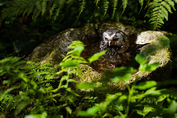 Angry-looking Boreal Owl (Aegolius funereus) hiding in lush green forest foliage, intense gaze through ferns, perfect for wildlife or nature-themed concepts.