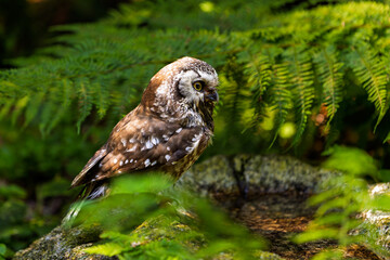 Angry-looking Boreal Owl (Aegolius funereus) hiding in lush green forest foliage, intense gaze through ferns, perfect for wildlife or nature-themed concepts.