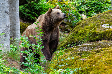 Wild brown bear in lush green Bavarian Forest, Germany. Close-up wildlife photography capturing the animal in natural habitat. Perfect for nature, adventure, and conservation themes.