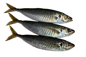 新鮮な３匹のアジ