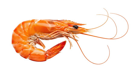 Isolated Shrimp Prawn, Seafood Ingredient