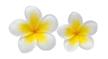 Isolated Frangipani Flowers