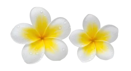 Fotobehang Plumeria Isolated Frangipani Flowers  © Jonas