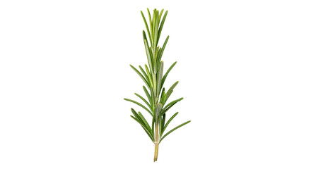 Isolated Fresh Rosemary Sprig