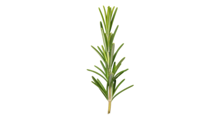 Isolated Fresh Rosemary Sprig