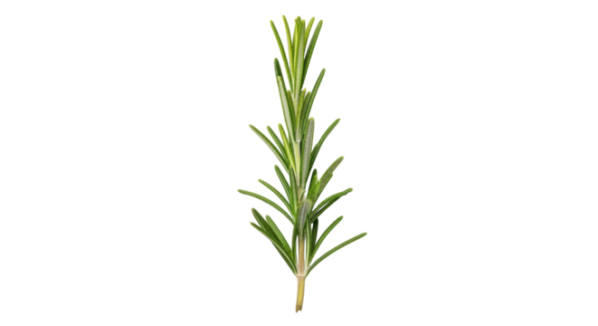 Isolated Fresh Rosemary Sprig
