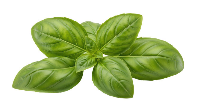 Isolated Basil