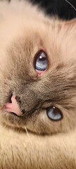 Close-up of blue eyes and soft nose of fluffy Burmese cat