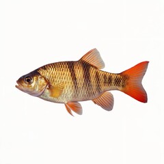 Fototapeta premium A photo of a vibrant fish with a predominantly golden-yellow scale pattern on its body. The fish has a pronounced black fin on its back and a bright orange tail fin