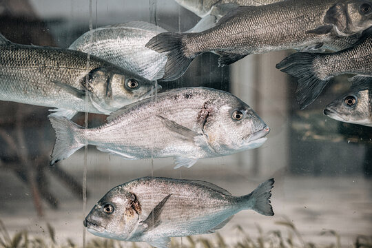 Live gilthead seabream and european seabass swimming in fish tank, ready to be sold in supermarket or fish market