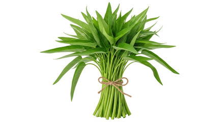 Isolated Water Spinach Bundle