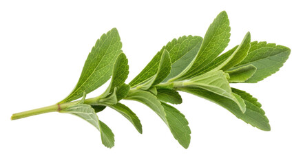 Isolated Stevia Plant Branch