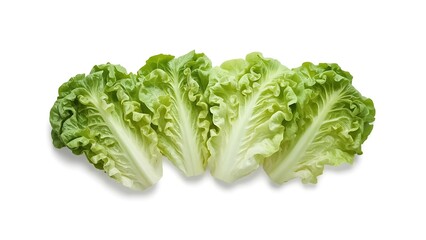 Wavy Ruffled Leaves of Batavia Lettuce Isolated on White Background – Fresh Green Leafy Vegetable with Clipping Path for Food and Design Use