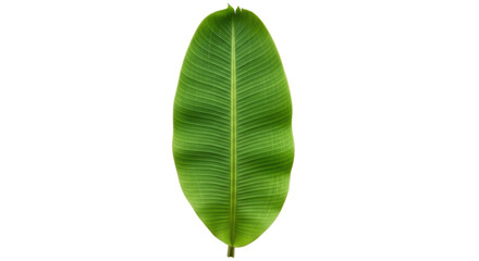Isolated Banana Leaf, Green Tropical Vibrant