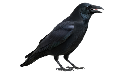 Isolated crow standing on white background