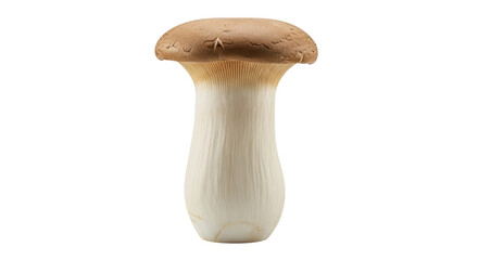 Isolated King Oyster Mushroom