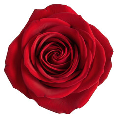 Close up of a perfect vibrant red rose bloom with delicate layered petals and a swirling center isolated on transparent background