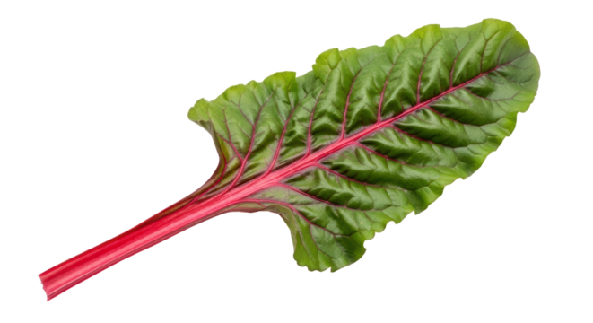 Isolated Fresh Chard Leaf