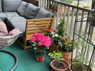 flowers in pots on a balcony: urban gardening concept