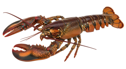 Isolated American Lobster