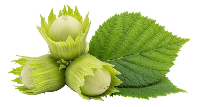 Isolated Green Hazelnuts