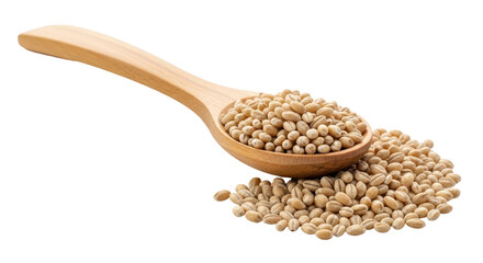 Isolated Pearl Barley in Wooden Spoon