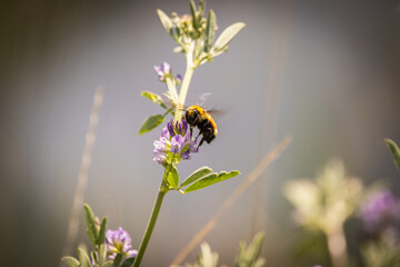 bumblebee in wild flowers