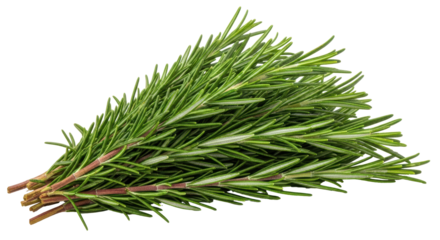 Isolated Rosemary