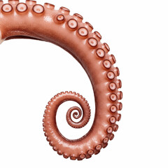 Single Isolated Red Octopus