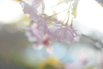 河津桜
