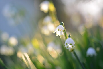 スズランスイセン