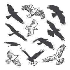 Collection of Silhouetted and Outlined Eagles in Flight on White Background