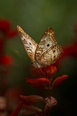 butterfly on a flower