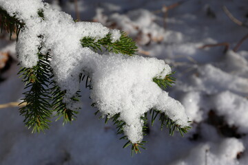 Snow covered fir tree. Winter day. Closeup. Sweden, 2025.