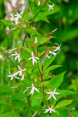Nördliche Dreiblattspiere (Gillenia trifoliata)